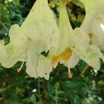 Rhododendron auriculatum Flor