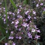 Thymus vulgaris Flower