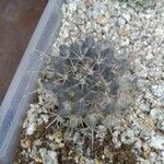 Mammillaria barbata Leht