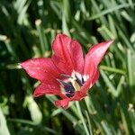 Tulipa didieri Flor