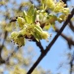 Acer monspessulanum Blüte