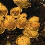 Sternbergia sicula Flower