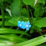 Omphalodes verna Flower