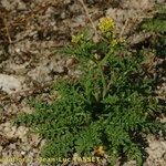 Sisymbrella aspera Hábito