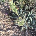 Salvia phlomoides