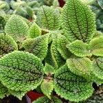 Pilea involucrata Ліст