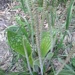 Plantago australis 花