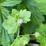 Veronica hederifolia Feuille