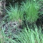 Carex elata Fuelha