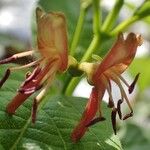 Lonicera alpigena Хабит