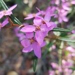 Boronia ledifolia Flower