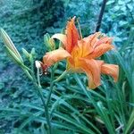 Hemerocallis fulvaFlower