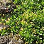 Salix retusa Libunga