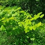 Lindera obtusiloba Habit