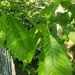 Quercus michauxii Leaf