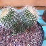 Rebutia minuscula Leaf