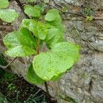 Actinidia deliciosa Diğer