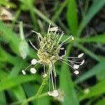 Plantago argentea Ffrwyth