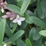 Daphne tangutica फूल