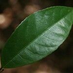 Rinorea amapensis Leaf