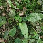 Rumex obtusifolius Leaf