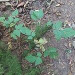 Rubus spectabilis Листок