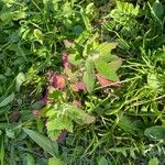 Chenopodium albumBlatt