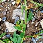 Polygonum aviculare Bark