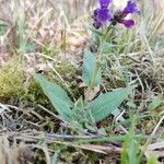 Pulmonaria obscura 葉