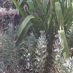 Kalanchoe × houghtonii ফুল