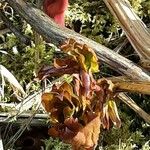 Paeonia × suffruticosa Leaf