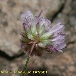 Armeria multiceps Flower