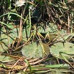 Nymphaea lotus Habitus