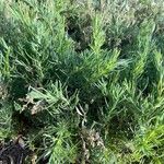 Suaeda linearis Hoja