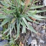 Plantago alpina Leaf