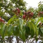 Lafoensia acuminata Fruit