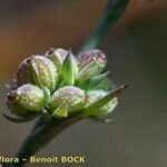 Bupleurum tenuissimum ফল