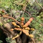 Mimosa aculeaticarpa Fruit