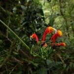 Centropogon granulosus Flower