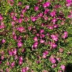 Gypsophila muralis Fula