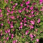 Gypsophila muralis Flower