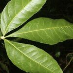 Angostura granulosa Hoja