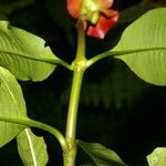 Psychotria elata Плод