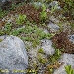 Diphasiastrum alpinum Natur