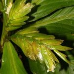 Hylaeanthe unilateralis Hoja