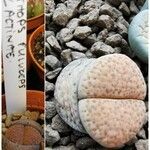 Lithops fulviceps Ліст