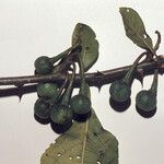 Solanum subinerme Fruit