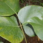 Erythrina berteroana Leaf