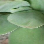 Crassula cotyledonis Leaf