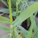 Brachypodium distachyon Levél